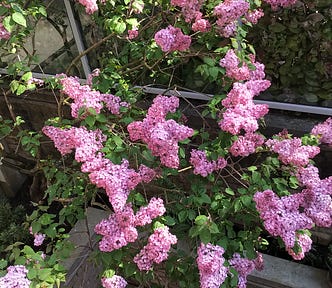 Photo of a large (mauve) lilac tree in bloom