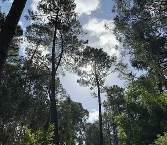 In a group of trees looking up toward a blue sky with clouds