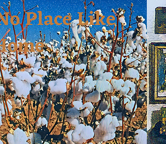 A field of cotton with a photo of mementos of her father