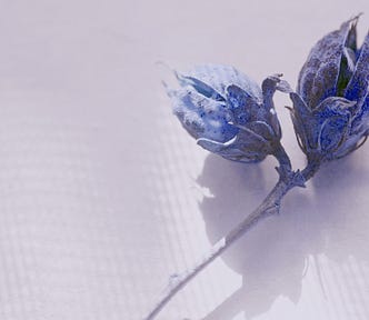 two Rose of Sharon seed pods on a stalk, colored blue on a light pink background with shadows from the window screen and the the pods in the shape of a butterfly.