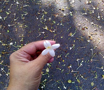 hand holding a flower on a background of the ground strewn with flowers