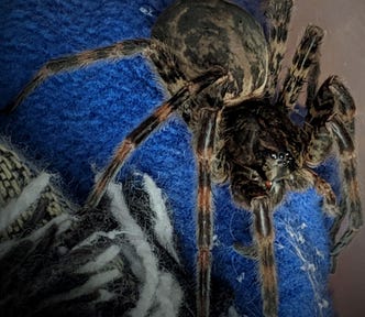 Close-up of a very large, hairy brown and black spider. Tentatively identified as a Wolf Spider.