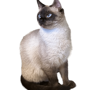 A cat