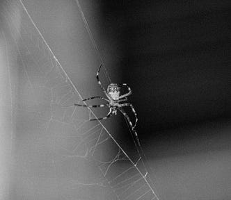 Spider suspended on a delicate web, creating intricate threads in a still moment.