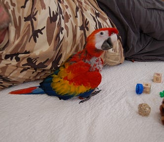 A young male double yellow scarlet macaw. Not yet fledged and still playing on the floor with baby parrot toys.