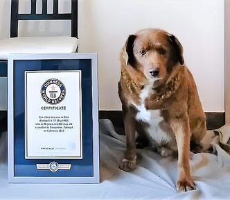 Bobi, the world’s oldest dog posing next to his Guiness World Records award.