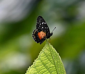 Black and orange butterfly with white spots on green leaf.