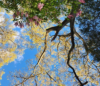 The perspective of the I am while under the tree being I have named “Vincent” with the bright yellow green buds, the lilac bush, the bright blue sky and little puffs of white fluffy clouds