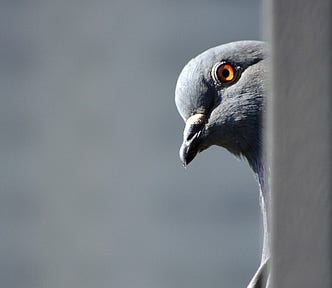 Pigeon is inquisitive, and vaguely threatening. Only its head and the start of its shoulder are visible. It may or may not be thinking about stealing your walkman.