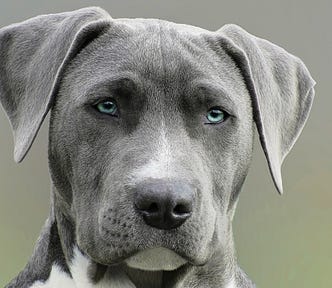 Potrait of a short-haired gray and white dog with floppy ears and stealy Carribean Sea blue eyes