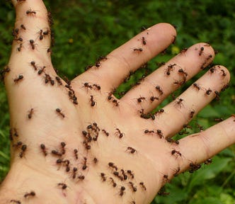 Ants crawling all over the palm of a person.