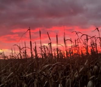 Clouds of tequila sunset over cornfield dancing in the wind