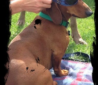 Standard Dachshund / Dog wearing sunglasses sitting on a rug