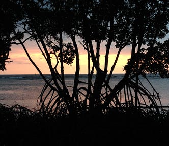 Photo of the sunrise, looking through a mangrove in Belize. Photo by David L. O’Hara, and copyright 2022.