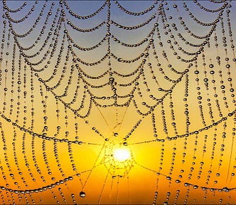 Spiderweb covered in dewdrops backlit by a yellow sunset.