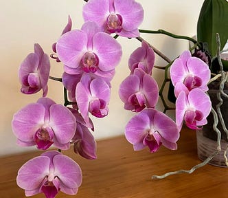 A large spray of mauve moth orchid flowers