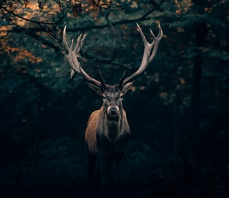 front-facing profile of a male deer with large antlers, emerging from a dark cave, fall foliage above