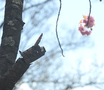 Piece of bark hanging from a broken branch (Photo by the author, 2024).