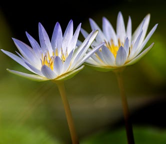 two pale lilac lotus flowers against a green blurred background