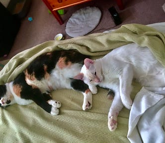 A calico cat and a white cat lying on a bed atop a green blanket.