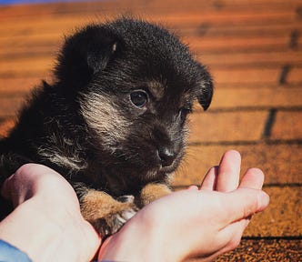 black puppy placing its paw on someone’s hands.