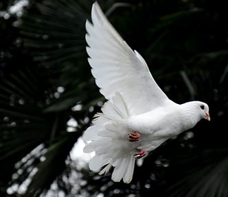 Photo of a dove in flight. In the background, another dove is visible at resting perch. Trees or dark greenery is in the background.