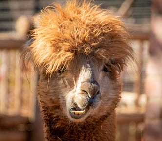 photo of brown llama