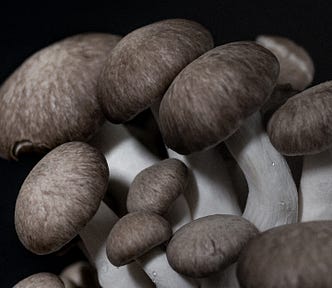 a picture of edible mushrooms on a black background