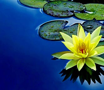 Lotus flower on still water surface