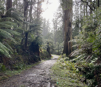 A winding gravel path through tall mountain ash forest with treefern understorey in misty, damp weather.