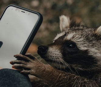 Raccoon holding and staring into a cell phone.