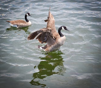 Two geese are on the water, one spreading its wings and ready to fly off.