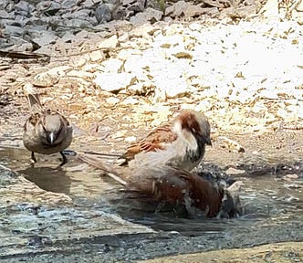 A host of sparrows bathe themselves in a pool of water in a garden bed.