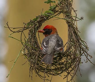 A red weaver in a nest taking a rest