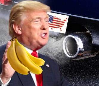 Donald Trump holding a bunch of bananas near the tailpipe of a car.