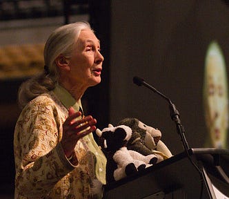 Full color candid photo of Jane Goodall speaking at a podium and facing to the right. On the podium sit two stuffed animals.