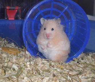 A Syrian hamster (Mesocricetus autatus) standing in blue exercise wheel