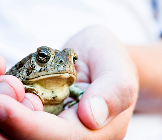 Photo of a frog resting in a person’s cupped hands.