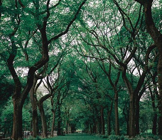 Lush image of green tree tunnel.