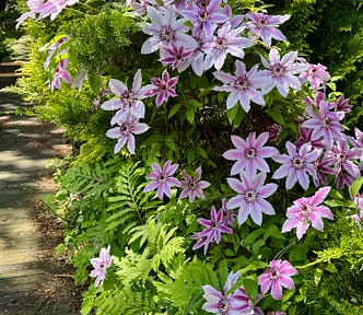 Clematis in starlike bloom