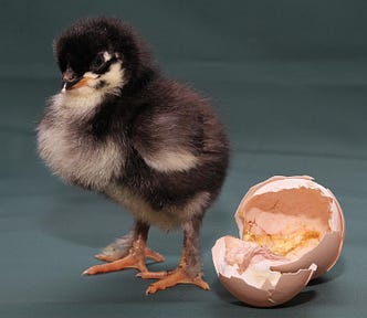 A fluffy chick has just been hatched and is standing next to the remains of the egg.