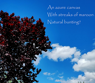 The deep red leaves of a purple leaf plum stand out against a blue sky and white (and sort of gray) clouds.