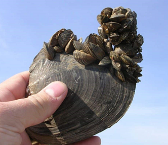 Zebra mussels attached to a native species of clam being held up for a photo by a human.