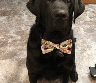 a picture of Cooper, a black lab, wearing a bow tie