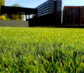 A lawn, shot from down low and straight across the top of the grass, with a house in the background