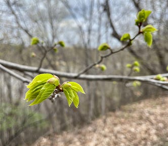 Tree along the Mississippi River in Minnesota with its first leaves in springtime