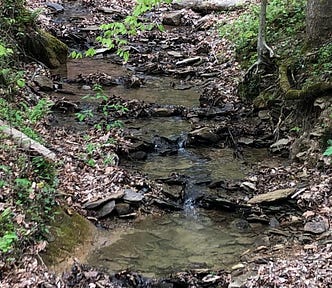 A shallow creek running through the bed with straggling spring plants along the edges