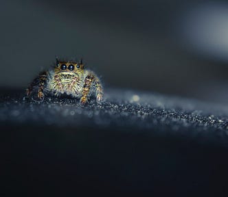 A close-up of a cute, tiny, hairy spider with glossy, black eyes.