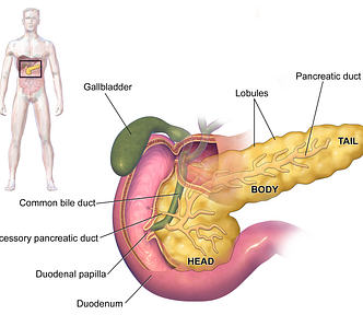 It’s a pancreas, not a dick. Illustration by Bruce Blaus.