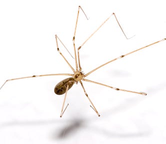 Close up of a daddy long legs type spider (Pholcus Phalangioides) casting a shadow on a white background
